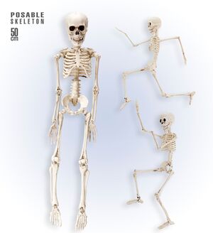 Esqueleto Articulado 50 cm
