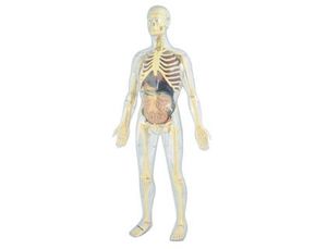 Juego Miniland Anatomia Humana 45 Piezas 56 cm