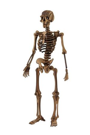 Maqueta Esqueleto Humano Classic 3D 4Pl D4