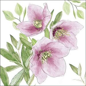 Servilletas 33X33 cm Helleborus Clasico Paq. 20 uds